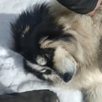 Travis Cowan - @tuikablooie - Instagram