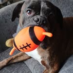 Travis Crone 🐶 - @traviscroney - Instagram