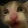Travis Cronen - @travis_cronen - TikTok