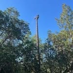 Travis Dickinson - @travisthetreedude - Instagram