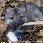 Travis Doom - @zuko.the.husky - Instagram