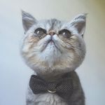 Travis Englebean - @travis_englebean_the_exotic - Instagram