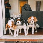 Travis, Finley, & Oliver - @the.bigthree - Instagram