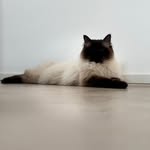 Travis - @travis_thegentlecat - Instagram