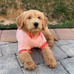 Travis Gilmer - @_classic_dad - Instagram