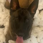 Travis Goulden - Facebook