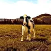 travelingcervical566 - @travisgomes0 - TikTok