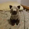Cody and howl - @travishamrick5 - TikTok