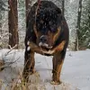Travis Herron - @northwest_tnt_bullies - TikTok