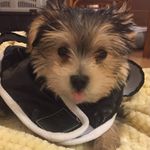 Travis Koehler - @tilly_puppypower - Instagram