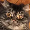 travislebrun613 - @travislebrun613 - TikTok