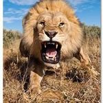 Travis Lemieux - @travislemieux - Instagram