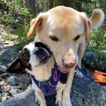 Penny & Bear - @travis.lemons - Instagram