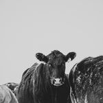 Travis Lopes - @travislopesphotography - Instagram