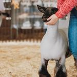 Travis Lopes - @blue_flare_sheep_company - Instagram