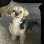 Travis Madden - @travis.themorkie - Instagram