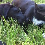 LunaTheDoggo - @travismccarter3 - Instagram