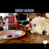 travismead305 - @animalsplayhard - TikTok