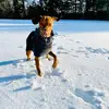 Travis Melvin - @bailey_vizsla - TikTok