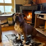 Travis🧡 - @travis_mountainbully - Instagram