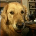 Munson The Wonder Dog - @travisandmunson - Instagram