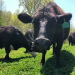 Travis Peeler - @peeler_family_farm - Instagram