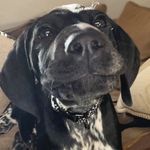 Travis Purvis 🐾 - @travisthepointer - Instagram