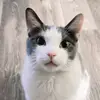Melissa L - @lioneldjtravisrichie - TikTok