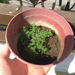 Travis Santos Pariña - @travis_the_farmer - Instagram