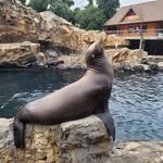 Storch Weasel - @storchtravis2023 - Instagram