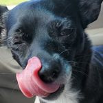 Travis Thomason - @shit_rose - Instagram