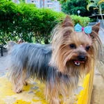 Tata&Travis&Toya&Tonny&Tana&Rolex - @clubpaticolitas - Instagram