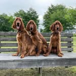 Travis towery - @irish_setter_forever_homes - Instagram
