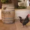 Tevis Vandergriff - @tevisvandergriff - TikTok