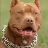 TravisJWarden - @trapp9travis - TikTok