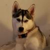 traviswillhite73 - @traviswillhite73 - TikTok