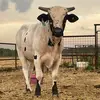 Travis Willis - @williamsoncattleco - TikTok
