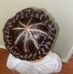 Dravon Speller - Facebook