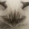 tree acon - @treebacon - TikTok