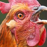 Trent Lowe - @chicken_boy334 - Instagram