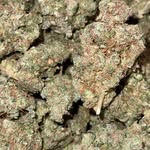 Trent Schmidt - @trentschmidt_420 - Instagram