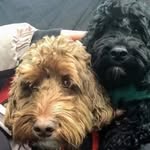 Barney & Trevor Cockapoos🐾 - @barneyandtrevor - Instagram