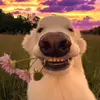 trevorbarr - @trevorbarr - TikTok