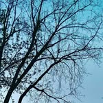 trumpetbeast - @bergman_trevor - Instagram