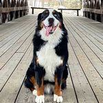 Trevor Rutabaga - @trevor_theberner - Instagram