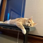 Trevor Bingham - @trevdish3 - Instagram