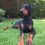 Trevor J. Bingham - @world_of_doberman - Instagram