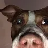 trevor.bonee - @trevor.bonee1 - TikTok