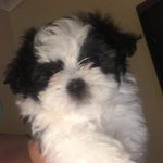 Trevor Britton - @trevor.britton.98 - Instagram