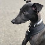 Trevor Bruce Lindhe - @trevorbruce_thewhippet - Instagram